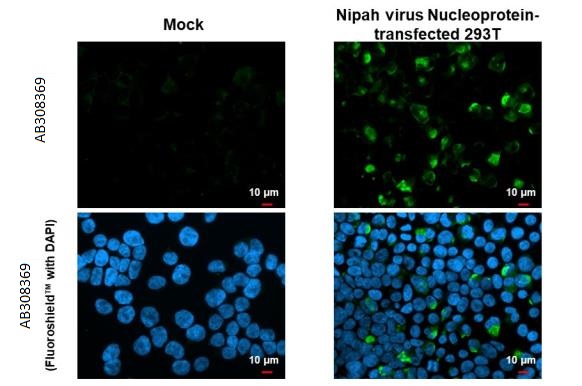 Immunocytochemistry/ Immunofluorescence - Anti-Nipah virus Nucleoprotein antibody [HL1436] (AB308369), expandable thumbnail