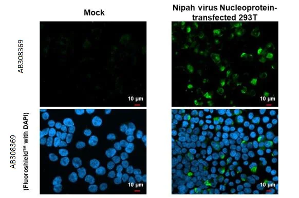 Immunocytochemistry/ Immunofluorescence - Anti-Nipah virus Nucleoprotein antibody [HL1436] (AB308369)