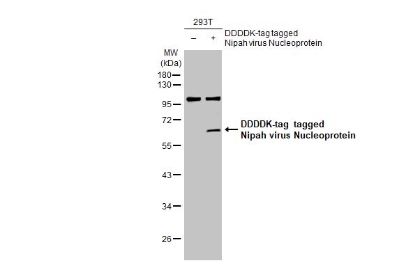 Western blot - Anti-Nipah virus Nucleoprotein antibody [HL1436] (AB308369), expandable thumbnail