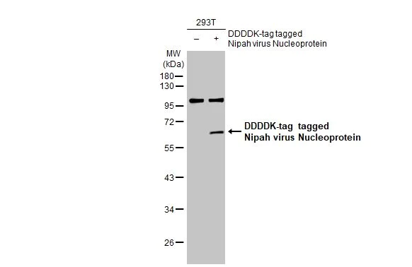 Western blot - Anti-Nipah virus Nucleoprotein antibody [HL1436] (AB308369)