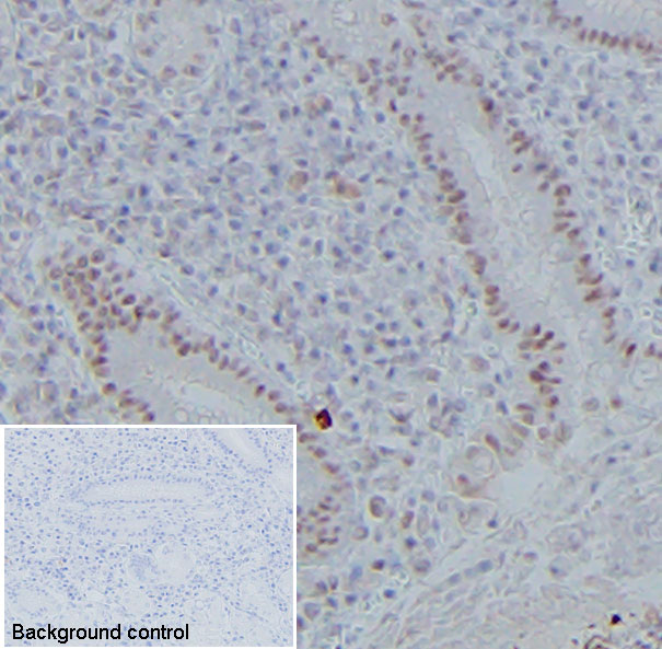 Immunohistochemistry (Formalin/PFA-fixed paraffin-embedded sections) - Anti-NIPBL antibody [KT55] (AB106768)