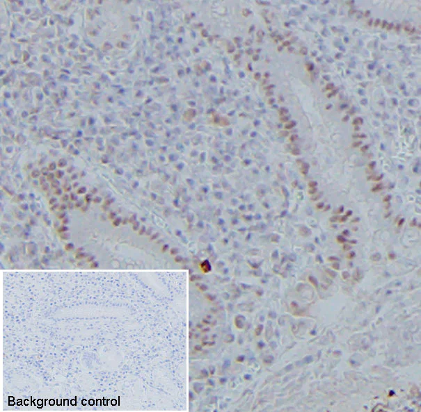 Immunohistochemistry (Formalin/PFA-fixed paraffin-embedded sections) - Anti-NIPBL antibody [KT55] (AB106768)