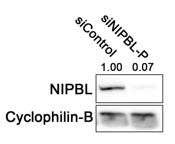 Western blot - Anti-NIPBL antibody [KT55] (AB106768)
