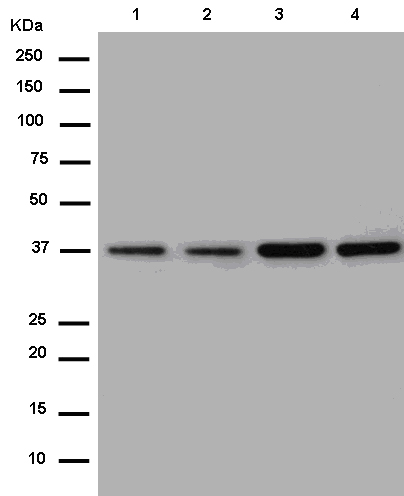 Western blot - Anti-NIPP1 antibody [EPR14579(B)] (AB181852)