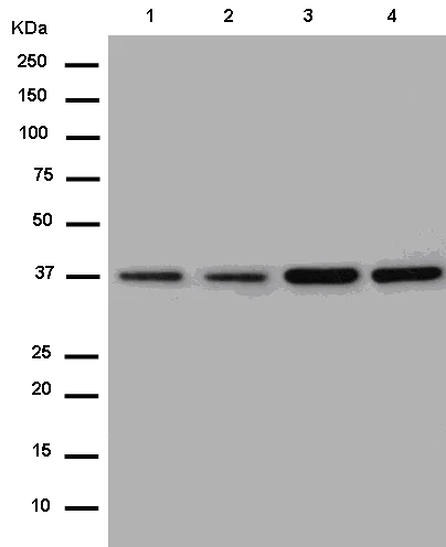 Western blot - Anti-NIPP1 antibody [EPR14579(B)] - BSA and Azide free (AB250524)