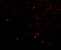 Immunocytochemistry/ Immunofluorescence - Anti-NIPSNAP1 antibody (AB67302)