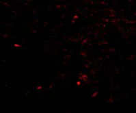 Immunocytochemistry/ Immunofluorescence - Anti-NIPSNAP1 antibody (AB67302)