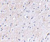 Immunohistochemistry (Formalin/PFA-fixed paraffin-embedded sections) - Anti-NIPSNAP1 antibody (AB67302)