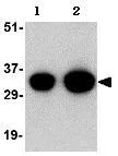Western blot - Anti-NIPSNAP1 antibody (AB67302)