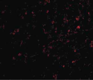 Immunocytochemistry/ Immunofluorescence - Anti-NIPSNAP1 antibody (AB67324)