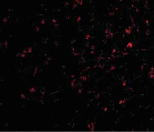 Immunocytochemistry/ Immunofluorescence - Anti-NIPSNAP1 antibody (AB67324)