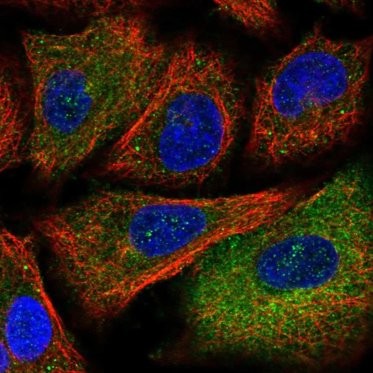 Immunocytochemistry/ Immunofluorescence - Anti-NIR2 antibody (AB254959)