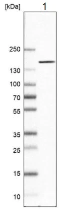 Western blot - Anti-NIR2 antibody (AB254959)