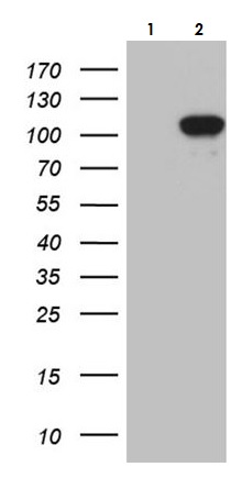 Western blot - Anti-NIRF antibody [OTI4G10] - BSA and Azide free (AB273667), expandable thumbnail