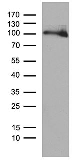Western blot - Anti-NIRF antibody [OTI4G10] - BSA and Azide free (AB273667), expandable thumbnail