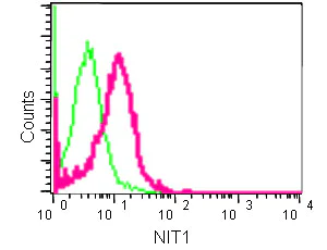 Flow Cytometry (Intracellular) - Anti-NIT1 antibody [EPR14577(B)] (AB180942)