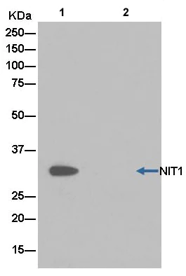Immunoprecipitation - Anti-NIT1 antibody [EPR14577(B)] (AB180942)