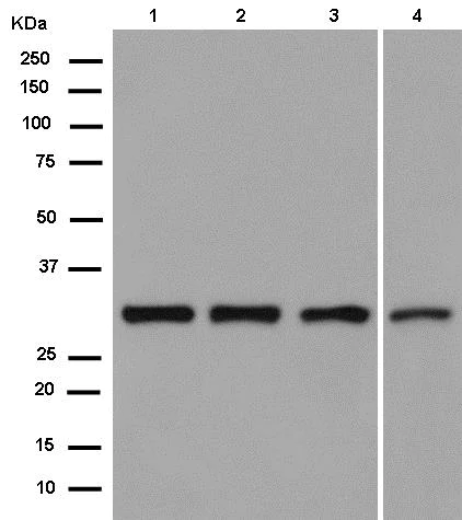 Western blot - Anti-NIT1 antibody [EPR14577(B)] (AB180942)
