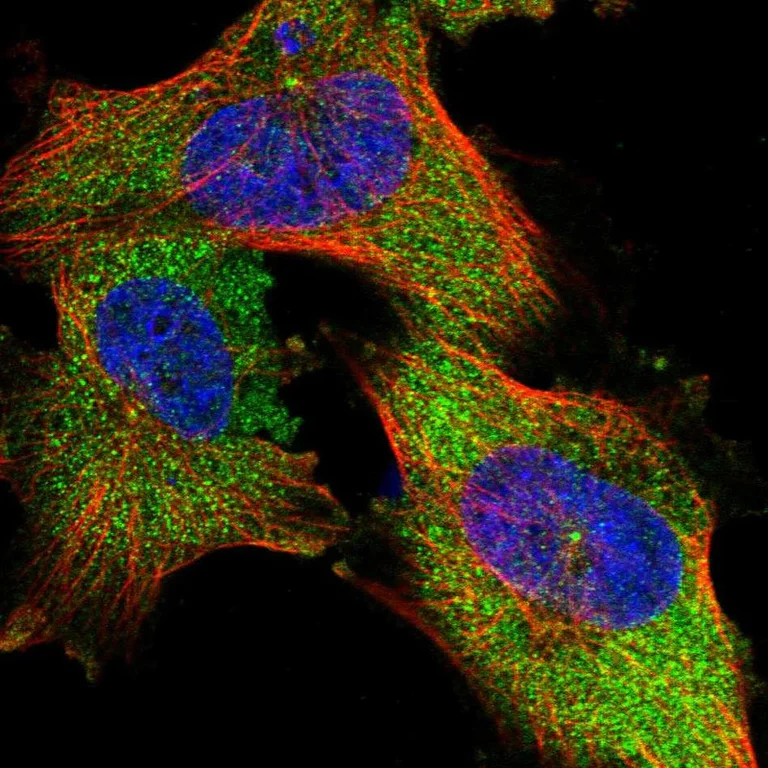 Immunocytochemistry/ Immunofluorescence - Anti-NIT2 antibody (AB254759)