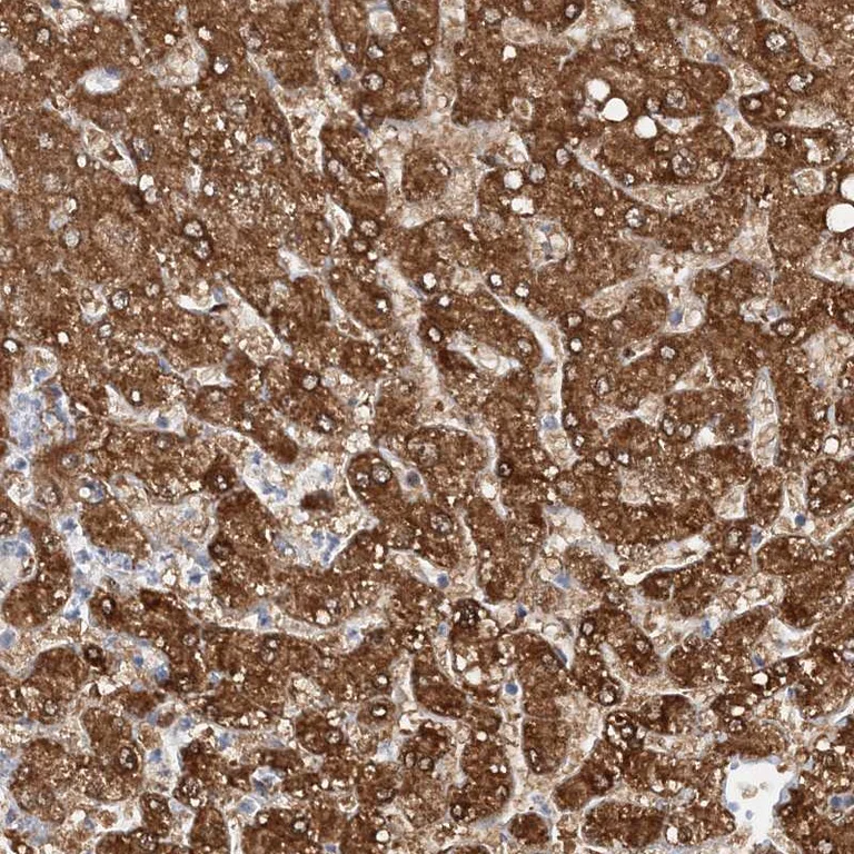 Immunohistochemistry (Formalin/PFA-fixed paraffin-embedded sections) - Anti-NIT2 antibody (AB254759)