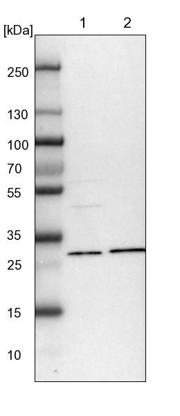 Western blot - Anti-NIT2 antibody (AB254759)