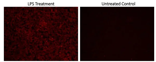 Fluorescence Microscopy - Nitric Oxide Assay Kit (Fluorometric - Orange) (AB219932)