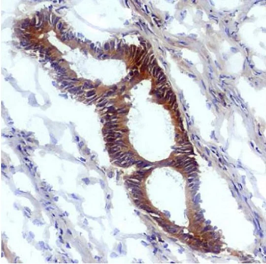 Immunohistochemistry (Frozen sections) - Anti-Nitrotyrosine antibody [EM-30] (AB125106)