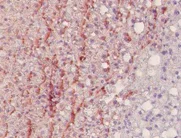 Immunohistochemistry (Formalin/PFA-fixed paraffin-embedded sections) - Anti-Nitrotyrosine antibody [HM.11] (AB7048)