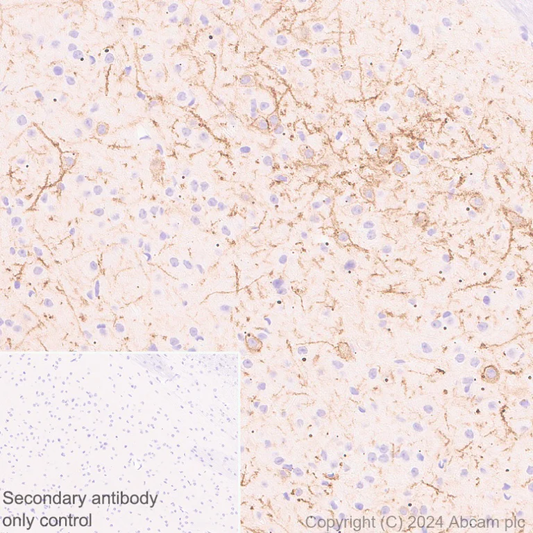 Immunohistochemistry (Formalin/PFA-fixed paraffin-embedded sections) - Anti-NK-1R antibody [EPR28834-27] (AB317504)