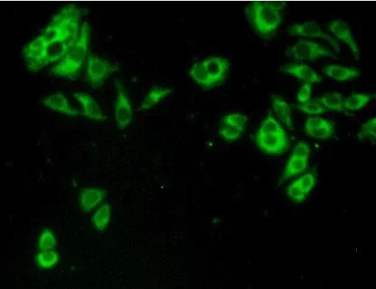 Immunocytochemistry/ Immunofluorescence - Anti-NK-2R antibody (AB233295)