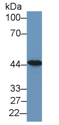 Western blot - Anti-NK-2R antibody (AB233295)