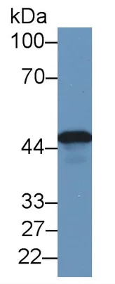 Western blot - Anti-NK-2R antibody (AB233295)