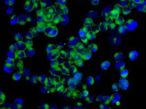 Immunocytochemistry/ Immunofluorescence - Anti-NK-p44 antibody [EPR5060(2)] - BSA and Azide free (AB246800)