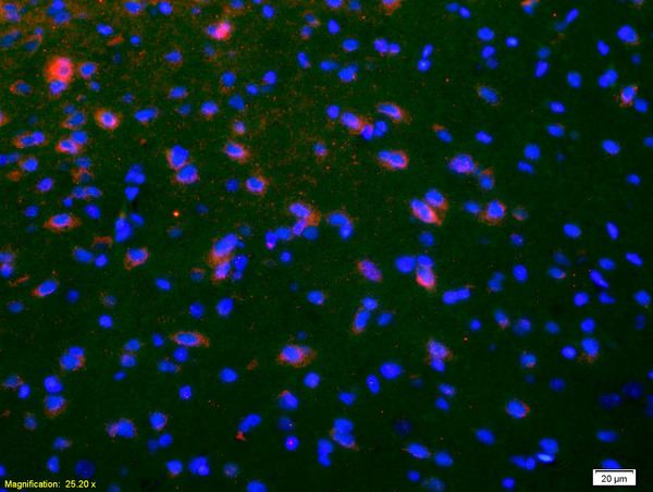 Immunohistochemistry (Formalin/PFA-fixed paraffin-embedded sections) - Anti-NKB antibody (AB203050), expandable thumbnail