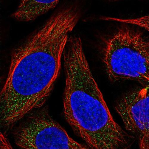 Immunocytochemistry/ Immunofluorescence - Anti-NKB antibody (AB244479), expandable thumbnail