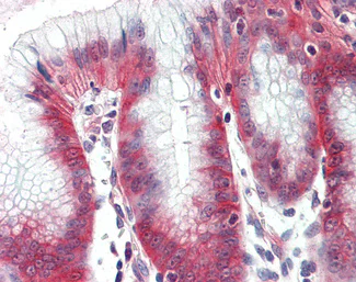 Immunohistochemistry (Formalin/PFA-fixed paraffin-embedded sections) - Anti-NKCC1 antibody (AB140986)