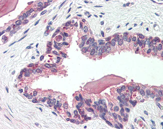 Immunohistochemistry (Formalin/PFA-fixed paraffin-embedded sections) - Anti-NKCC1 antibody (AB140986)