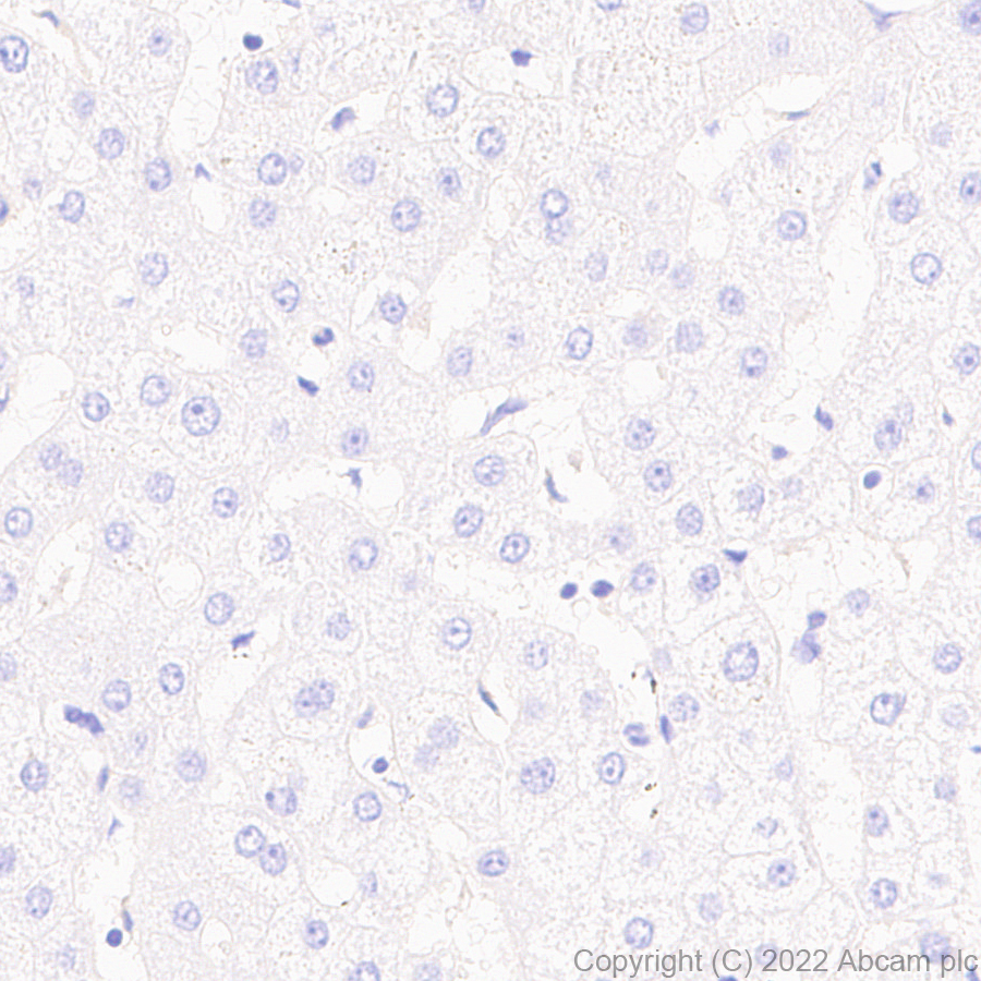 Immunohistochemistry (Formalin/PFA-fixed paraffin-embedded sections) - Anti-NKCC1 antibody [EPR26256-60] (AB303518)