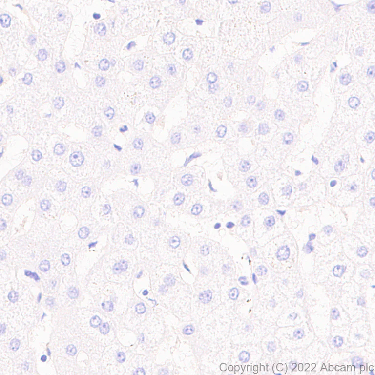Immunohistochemistry (Formalin/PFA-fixed paraffin-embedded sections) - Anti-NKCC1 antibody [EPR26256-60] (AB303518)