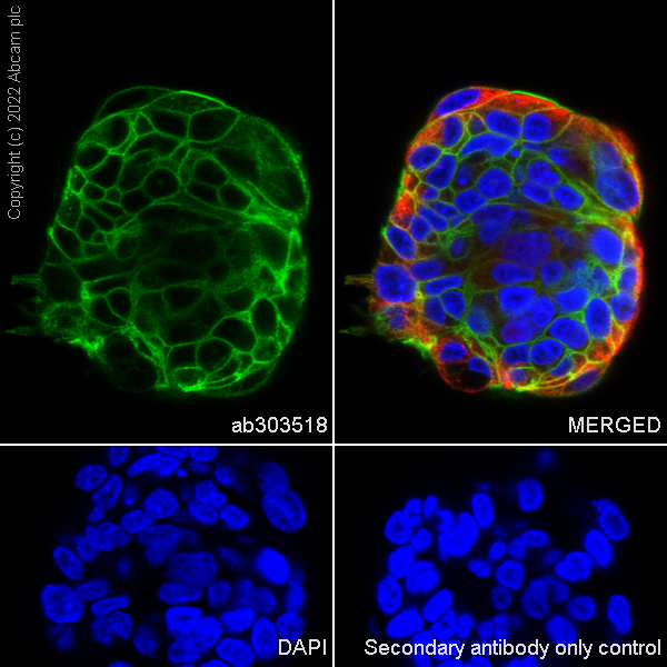 Immunocytochemistry/ Immunofluorescence - Anti-NKCC1 antibody [EPR26256-60] - BSA and Azide free (ab303519), expandable thumbnail
