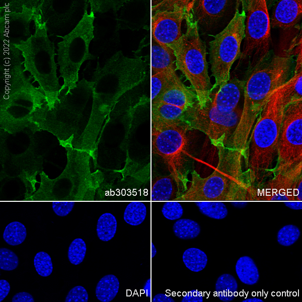 Immunocytochemistry/ Immunofluorescence - Anti-NKCC1 antibody [EPR26256-60] - BSA and Azide free (ab303519), expandable thumbnail