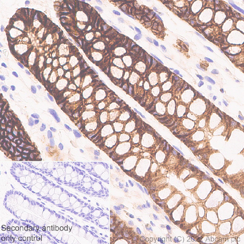 Immunohistochemistry (Formalin/PFA-fixed paraffin-embedded sections) - Anti-NKCC1 antibody [EPR26256-60] - BSA and Azide free (ab303519), expandable thumbnail
