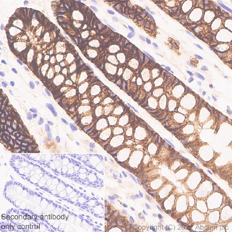 Immunohistochemistry (Formalin/PFA-fixed paraffin-embedded sections) - Anti-NKCC1 antibody [EPR26256-60] - BSA and Azide free (AB303519)
