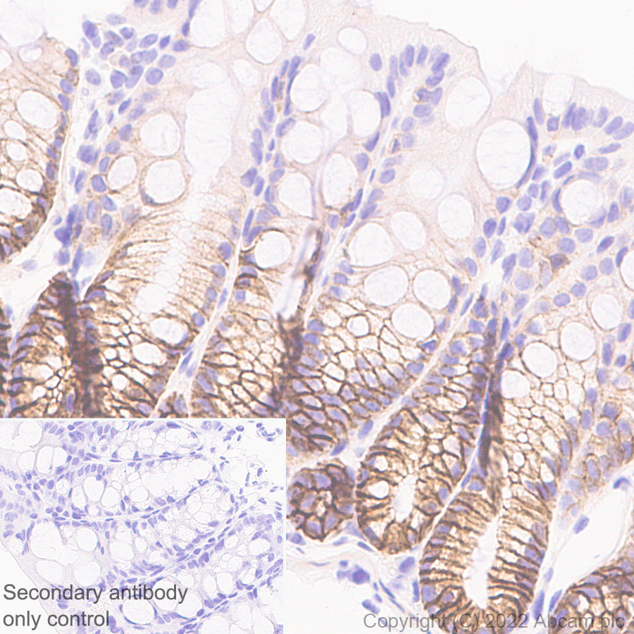 Immunohistochemistry (Formalin/PFA-fixed paraffin-embedded sections) - Anti-NKCC1 antibody [EPR26256-60] - BSA and Azide free (ab303519), expandable thumbnail