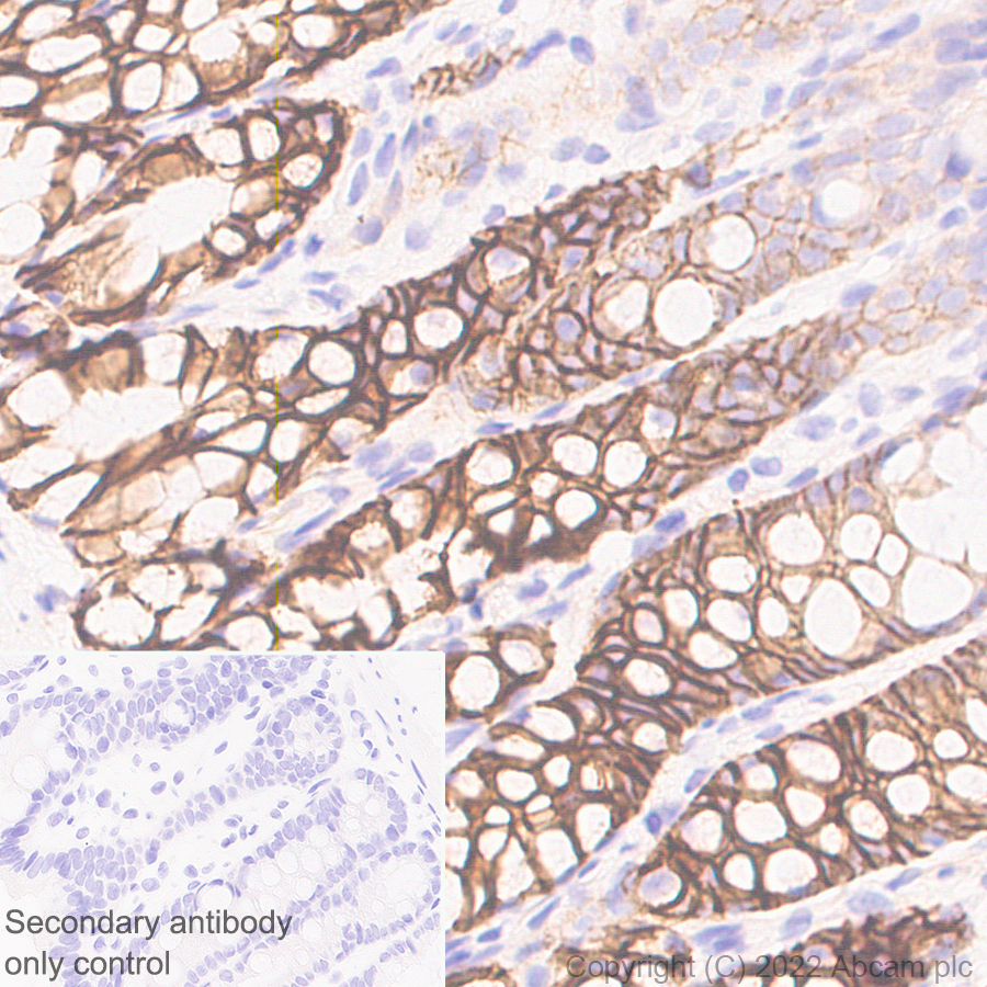 Immunohistochemistry (Formalin/PFA-fixed paraffin-embedded sections) - Anti-NKCC1 antibody [EPR26256-60] - BSA and Azide free (ab303519), expandable thumbnail