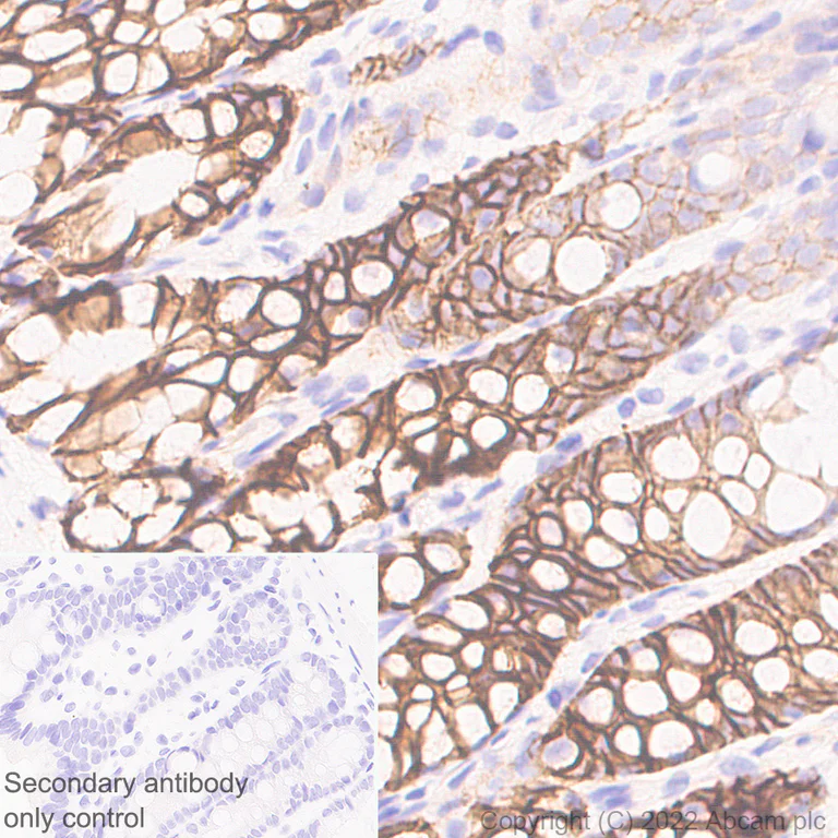 Immunohistochemistry (Formalin/PFA-fixed paraffin-embedded sections) - Anti-NKCC1 antibody [EPR26256-60] - BSA and Azide free (AB303519)