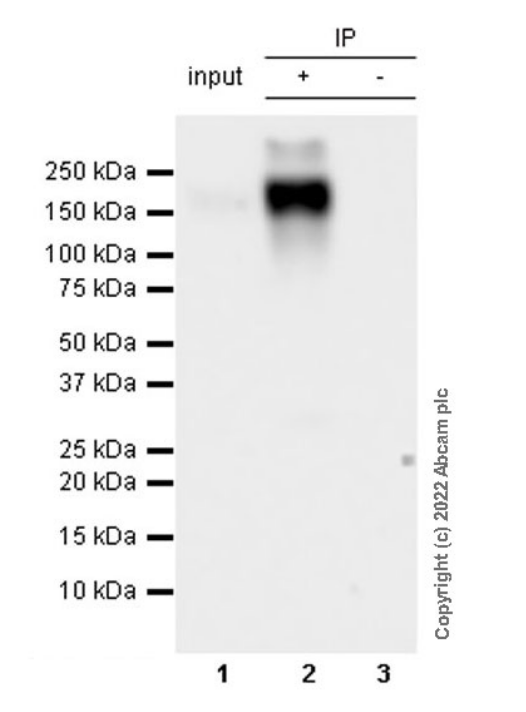 Immunoprecipitation - Anti-NKCC1 antibody [EPR26256-60] - BSA and Azide free (AB303519), expandable thumbnail