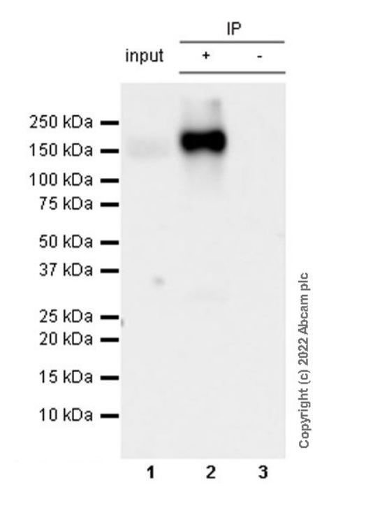 Immunoprecipitation - Anti-NKCC1 antibody [EPR26256-60] - BSA and Azide free (AB303519), expandable thumbnail
