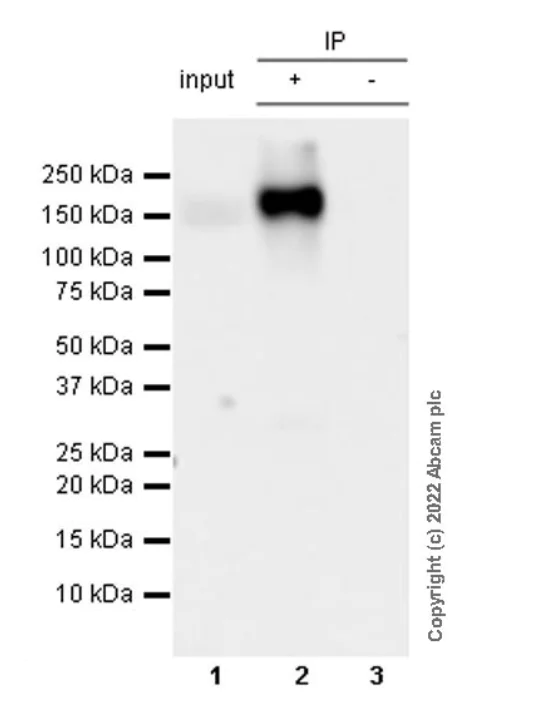 Immunoprecipitation - Anti-NKCC1 antibody [EPR26256-60] - BSA and Azide free (AB303519)