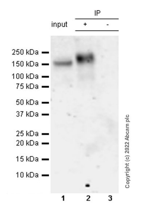 Immunoprecipitation - Anti-NKCC1 antibody [EPR26256-60] - BSA and Azide free (AB303519), expandable thumbnail